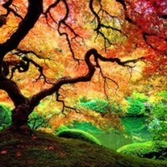 Psychedelic Therapy