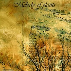 12.Prunus spinosa (day)