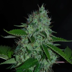 High As A Plane (Raw Tape)