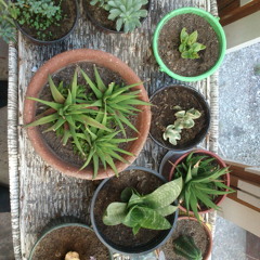 OHNELAND LIVE ILLERSTRASSE