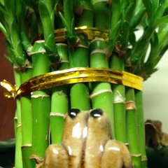 This Song Was Recorded Only Using The Low E, A, G, B Strings On My Guitar I Removed The D And High E Limited My Options. This Song Is Called "Limitations" And It's In The Key Of B Minor Hope You Like It.