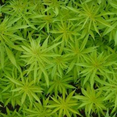 Marijuana