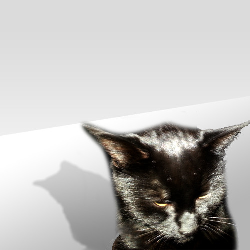 Trailer Cat