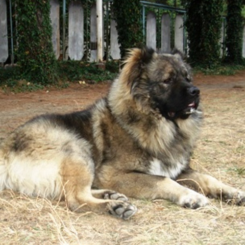Giorgi Mikadze -  Georgian Shepherd