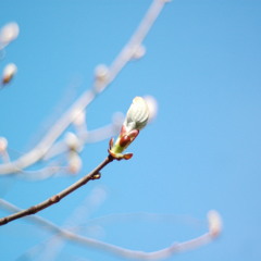 Bird Symphony (binaural)