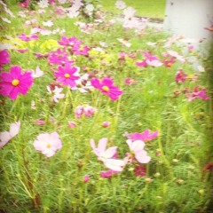 我和春天有个约会 # 刘雅丽 (YouU) at requested by toktok