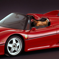 Chicken in a Ferrari