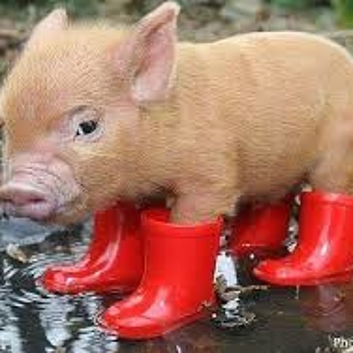 Лера Ларгина - Хрюшенькины сапоги