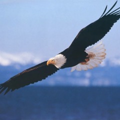 Fly Like An Eagle (Steve Miller Cover)