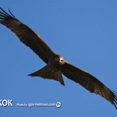 Wings (Rada & Ternovnik. CD UKOK 2013)