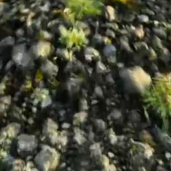 Bjork - Joga (Scala & Kolacny Brothers Cover version)