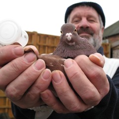 Pigeon Whistles at Norwich & Norfolk Festival. Audible Forces. (edit)