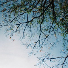 เ พ ลิ น