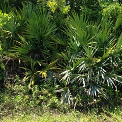 THe PeRFeCTioN oF THe SPeCieS