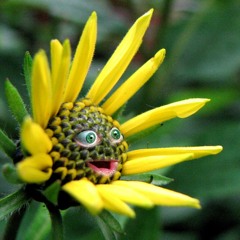 I Discovered a Happy Flower feat SYRE