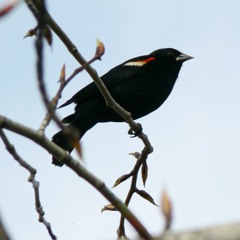 Bye Bye Blackbird — Nego & Yako