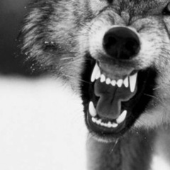 Krysick - The Wolf Animation Chase Scene