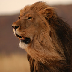 @ECUAZOLANO - Buscando Euros (taian riddim)