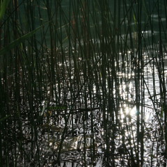 Ghoorbaghe consert-25 2 92