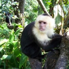 Something's Happening in the Jungle! (5-30-13)