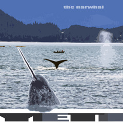 The Narwhal - YETI