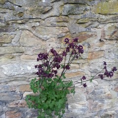 Fruitful Affliction  at Bingham Park