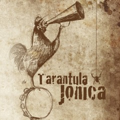Tarantula Jonica - Rondinella