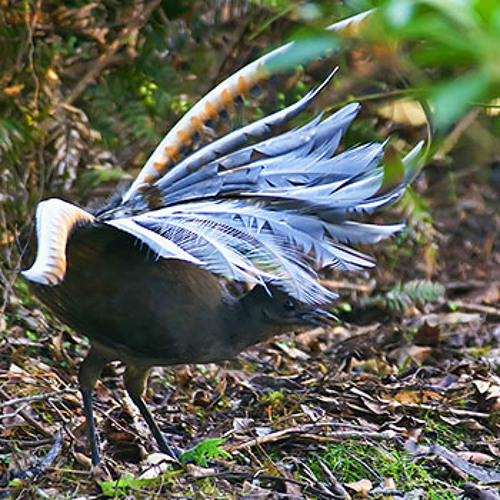 Superb Lyrebird (Menura novaehollandiae) - Songbird Virtuoso