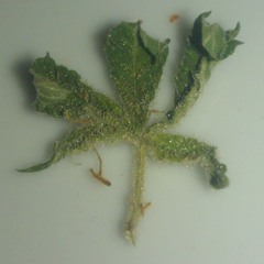 Lose yourSoul - Eminem/Bass Physics Mashup