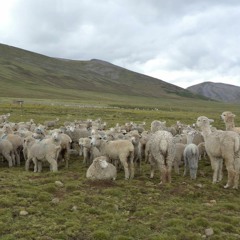 chica loma - awatinas