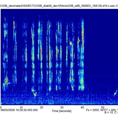 Bowhead whale song in the Chukchi Sea, Alaskan Arctic
