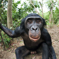 9.Capre - Bonobo