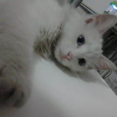 The Smiths-Big Meow Strikes Again(Rydeen Wong Remix)