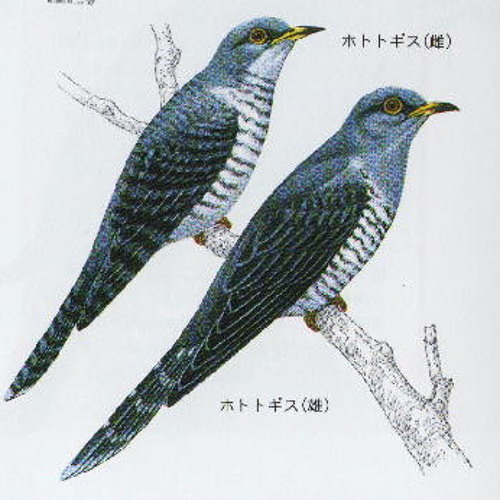 Lesser Cuckoo