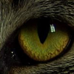 "Les mouches" end credits (2004)