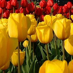 شيلة يوم الخميس □صالح اليامي□