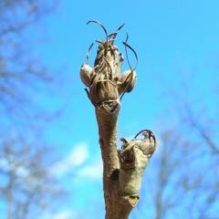 verschlossene knospen…