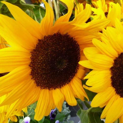 The Magic Glasses by Cynthia Sharp & Drew Taylor