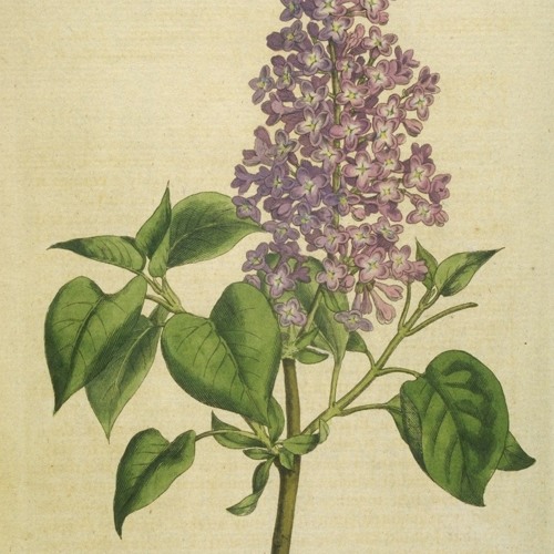 Lilac Wine (Metaphorest & Ryan Oelofse)