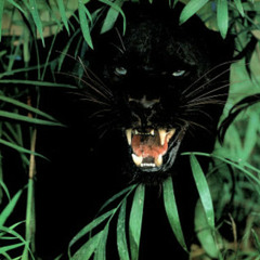Black Leopard (Prod. by S.I.T.H)