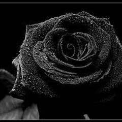 The Black Rose