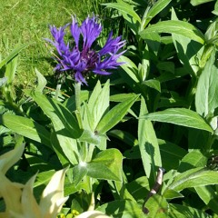 Big Up The Underdog  at Bingham Park