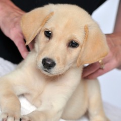 Veterinarian, Heal Thyself