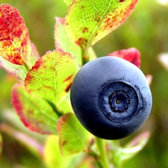 Brrd Blueberry mix001