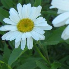 01_Margarita Maravilla