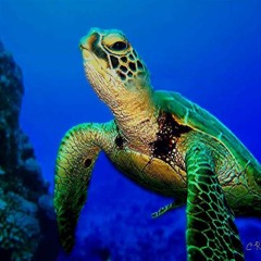 Journey of the Sea Turtle feat. Greg T. Randolph