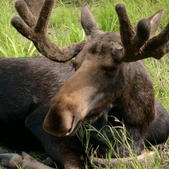 Moose Call to Modern Talking