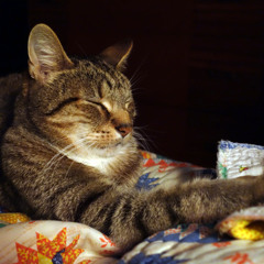 Deep Relaxation Experiment 2 - Cat Purr