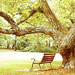 ใต้ร่มไม้ใหญ่