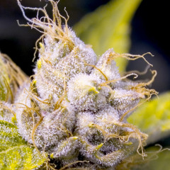 Lokrian & Fish Finger  - Kush (Fish Finger 2012 Edit) [FREE DOWNLOAD]